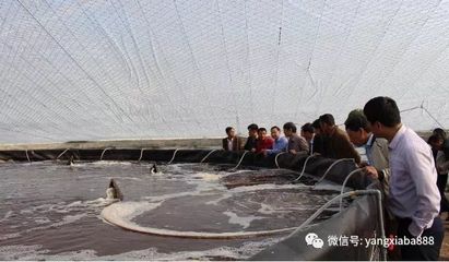 热议:水产养殖中,使用乳酸菌降pH失败的原因有哪些?